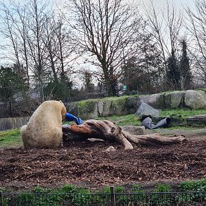 North America - Polar bear playing with barrel