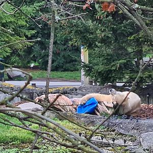 North America - Polar bear playing with barrel