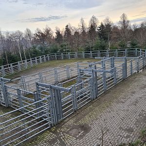 North America - American bison behind the scenes area