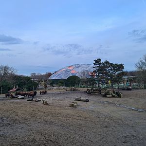 North America - American bison enclosure