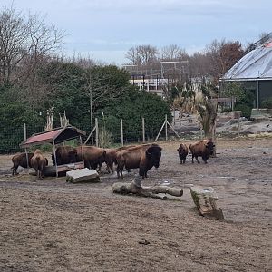 North America - American bisons