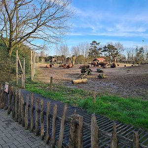 North America - American bison enclosure