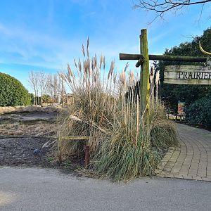 North America - Black-tailed prairiedog area