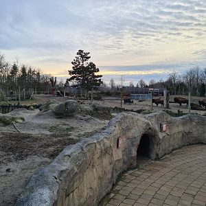 North America - Black-tailed prairiedog enclosure