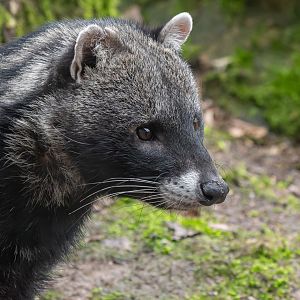 African civet (Civettictis civetta)