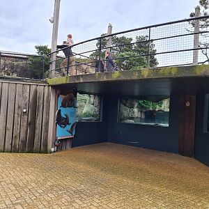 Oceanium - California sea lion viewing area