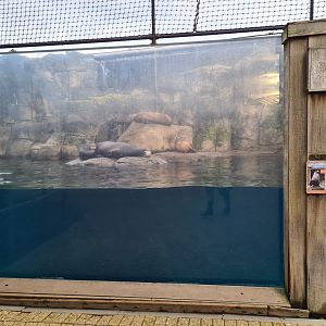 Oceanium - California sea lion viewing window