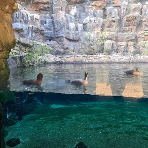 Oceanium - European eiders in Bass Rock