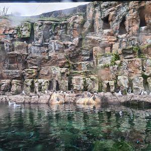 Oceanium - Bass rock