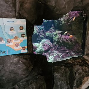 Oceanium - Rock Cliff aquarium
