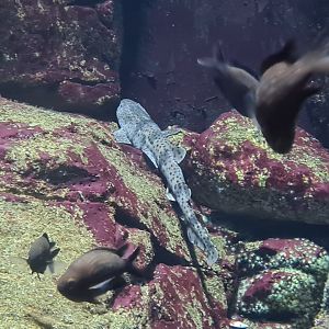 Oceanium - Juvenile Nursehound and Damselfish in Rock Cliff aquarium