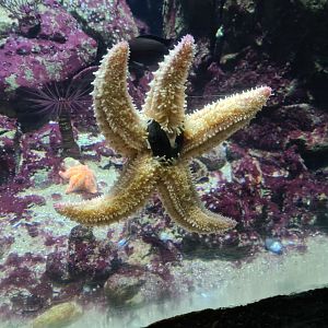 Oceanium - Spiny starfish in Rock Cliff aquarium
