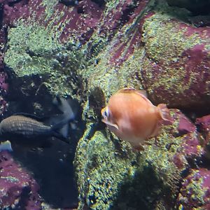 Oceanium - Damselfish and Boarfish in Rock Ciff aquarium