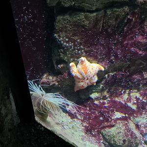 Oceanium - Unidentified starfish and Coloured tube anemone in Rock Cliff aquarium