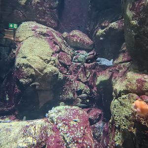 Oceanium - Damselfish, Nursehound and Boarfish in Rock Cliff aquarium