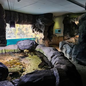 Oceanium - Tide pool area