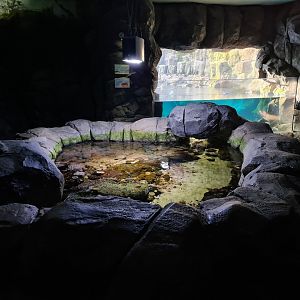 Oceanium - Tide pool area