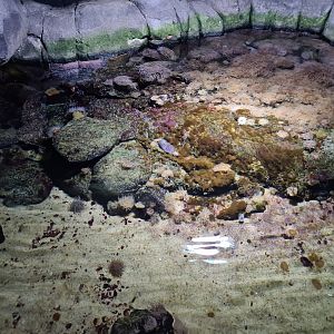 Oceanium - Main tide pool