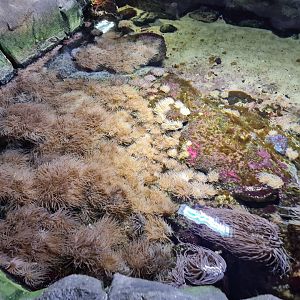 Oceanium - Main tide pool