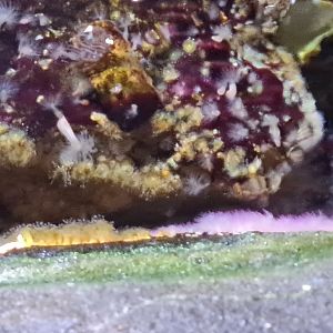 Oceanium - Battling anemones