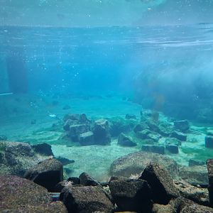 Oceanium - View from Bass Rock from Tide pool area