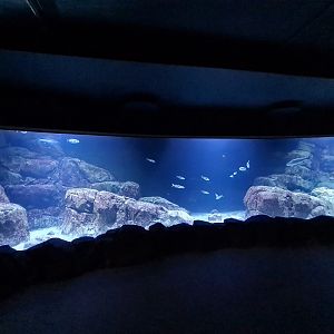 Oceanium - North Sea aquarium