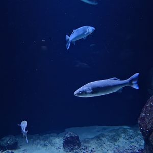 Oceanium - Thicklip grey mullet in North Sea aquarium