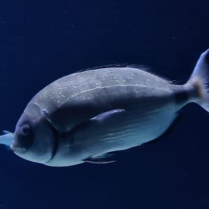 Oceanium - White seabream in North Sea aquarium