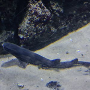Oceanium - Small-spotted catshark in North Sea aquarium