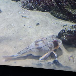 Oceanium - Tub gurnard in North Sea aquarium