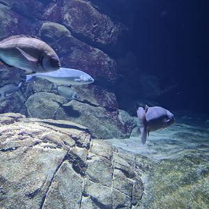 Oceanium - White seabream and European seabass in North Sea aquarium