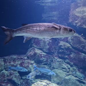 Oceanium - Thicklip grey mullet in North Sea aquarium