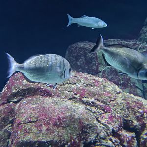 Oceanium - White seabream and European seabass in North Sea aquarium