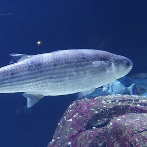 Oceanium - Thicklip grey mullet in North Sea aquarium