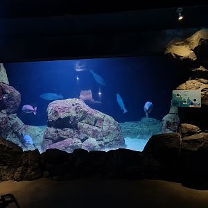 Oceanium - Wreck dive aquarium