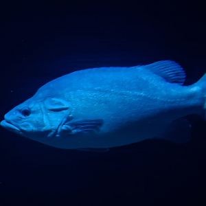 Oceanium - Atlantic wreckfish in Wreck dive aquarium
