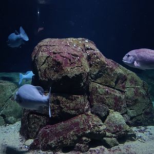 Oceanium - Wreck dive aquarium