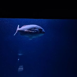Oceanium - Red porgy in Wreck dive aquarium