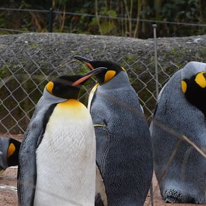 King penguins
