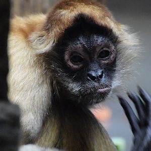 Geoffroy's spider monkey