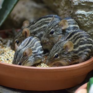 Barbary striped grass mouse