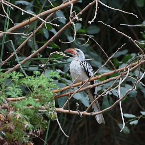 Red-billed hornbill