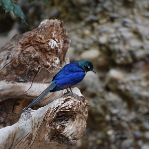 Golden-breasted starling