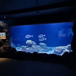 Oceanium - Delta aquarium