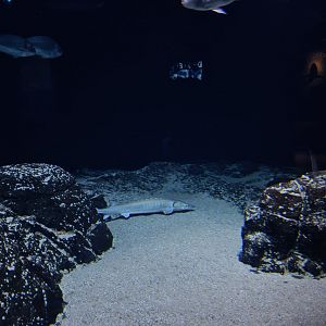Oceanium - Delta aquarium interior