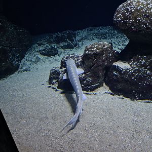 Oceanium - European Sea sturgeon in Delta aquarium