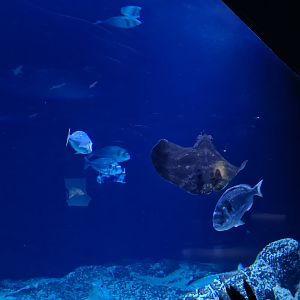 Oceanium - Gilthead seabream and Blonde ray in Delta aquarium