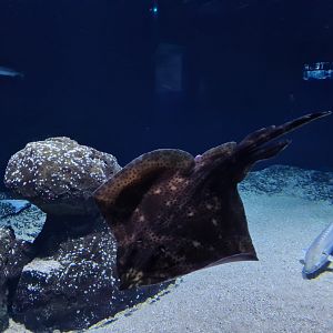 Oceanium - Blonde ray in Delta aquarium