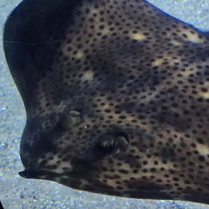 Oceanium - Blonde ray in Delta aquarium