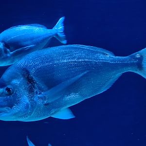 Oceanium - Gilthead seabream in Delta aquarium